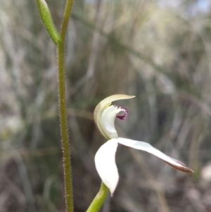 Caladenia moschata at Aranda, ACT - suppressed