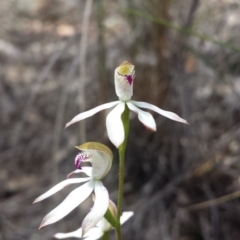 Caladenia moschata at Aranda, ACT - 10 Oct 2015