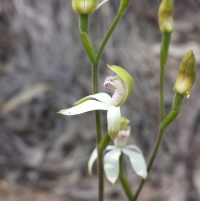 Caladenia moschata (Musky Caps) at Aranda, ACT - 10 Oct 2015 by MattM