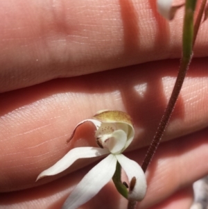 Caladenia moschata at Aranda, ACT - 10 Oct 2015