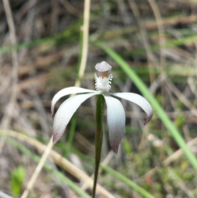 Caladenia ustulata (Brown Caps) at Aranda, ACT - 10 Oct 2015 by MattM