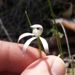 Caladenia ustulata at Aranda, ACT - 10 Oct 2015