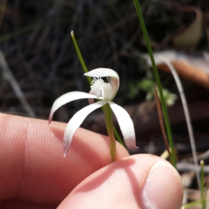 Caladenia ustulata at Aranda, ACT - suppressed