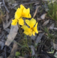 Goodenia pinnatifida (Scrambled Eggs) at Watson, ACT - 6 Oct 2015 by AaronClausen