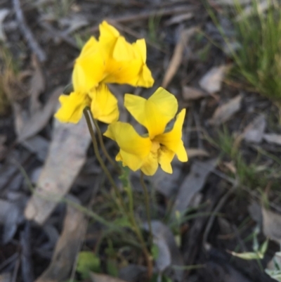 Goodenia pinnatifida (Scrambled Eggs) at Mount Majura - 6 Oct 2015 by AaronClausen