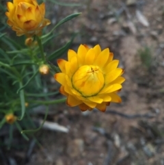 Xerochrysum viscosum (Sticky Everlasting) at Mount Majura - 6 Oct 2015 by AaronClausen