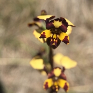 Diuris pardina at Brindabella, NSW - 10 Oct 2015