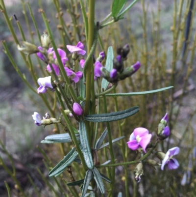 Glycine clandestina (Twining Glycine) at Brindabella, NSW - 10 Oct 2015 by AaronClausen