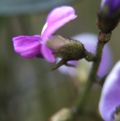 Glycine clandestina at Brindabella, NSW - 10 Oct 2015 08:14 PM