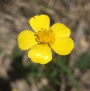 Ranunculus sp. at Brindabella, NSW - 10 Oct 2015 08:15 PM