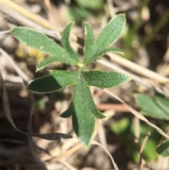 Ranunculus sp. at Brindabella, NSW - 10 Oct 2015