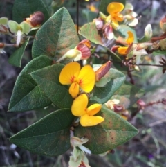 Platylobium montanum subsp. montanum (Mountain Flat Pea) at Brindabella, NSW - 10 Oct 2015 by AaronClausen