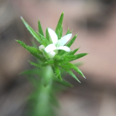 Asperula scoparia (Prickly Woodruff) at Brindabella, NSW - 10 Oct 2015 by AaronClausen