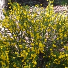 Cytisus scoparius subsp. scoparius (Scotch Broom, Broom, English Broom) at Jerrabomberra, ACT - 9 Oct 2015 by Mike