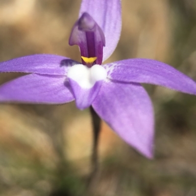 Glossodia major (Wax Lip Orchid) at Brindabella, NSW - 10 Oct 2015 by AaronClausen