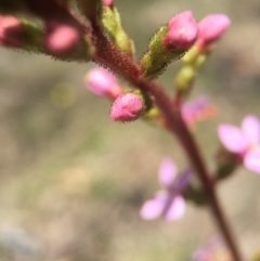 Stylidium sp. (Trigger Plant) at Brindabella, NSW - 10 Oct 2015 by AaronClausen