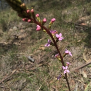 Stylidium sp. at Brindabella, NSW - 10 Oct 2015