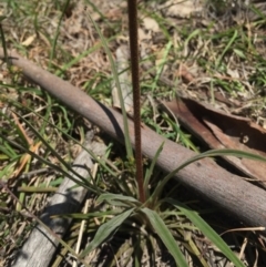 Stylidium sp. at Brindabella, NSW - 10 Oct 2015