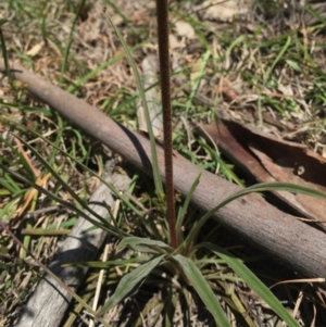 Stylidium sp. at Brindabella, NSW - 10 Oct 2015