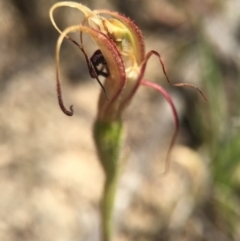 Caladenia orestes (Burrinjuck Spider Orchid) at Brindabella, NSW - 10 Oct 2015 by AaronClausen