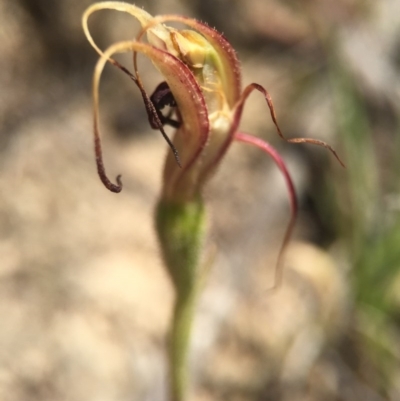 Caladenia orestes (Burrinjuck Spider Orchid) at Brindabella, NSW by AaronClausen