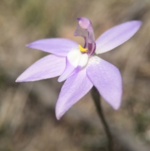 Glossodia major at Brindabella, NSW - suppressed