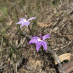 Glossodia major at Brindabella, NSW - suppressed