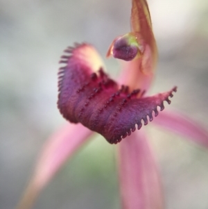 Caladenia orestes at suppressed - suppressed