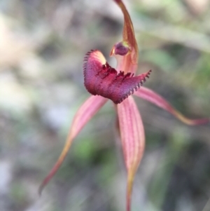 Caladenia orestes at suppressed - suppressed