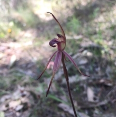 Caladenia orestes at suppressed - 10 Oct 2015