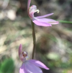 Caladenia carnea (Pink Fingers) at Brindabella, NSW - 10 Oct 2015 by AaronClausen