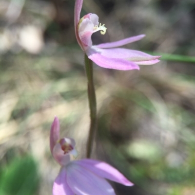 Caladenia carnea (Pink Fingers) at Brindabella, NSW - 10 Oct 2015 by AaronClausen