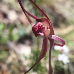 Caladenia orestes (Burrinjuck Spider Orchid) at Brindabella, NSW - 10 Oct 2015 by AaronClausen