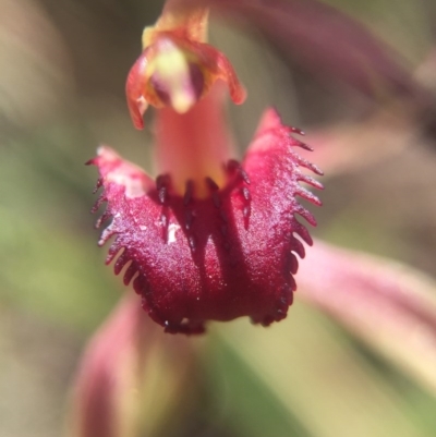 Caladenia orestes (Burrinjuck Spider Orchid) at Brindabella, NSW by AaronClausen