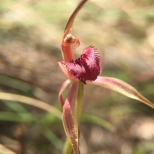 Caladenia orestes at suppressed - suppressed