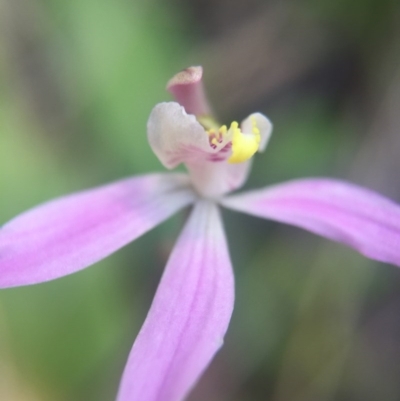 Caladenia sp. (A Caladenia) at Brindabella, NSW - 10 Oct 2015 by AaronClausen