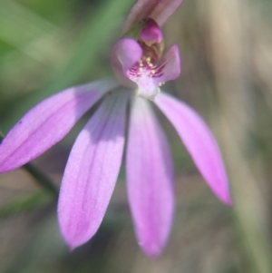 Caladenia sp. at Brindabella, NSW - 10 Oct 2015