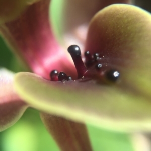 Chiloglottis valida at Brindabella, NSW - 10 Oct 2015