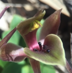 Chiloglottis valida at Brindabella, NSW - suppressed