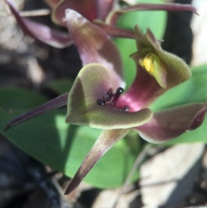 Chiloglottis valida at Brindabella, NSW - 10 Oct 2015