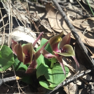 Chiloglottis valida at Brindabella, NSW - 10 Oct 2015