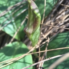 Chiloglottis valida at Brindabella, NSW - suppressed