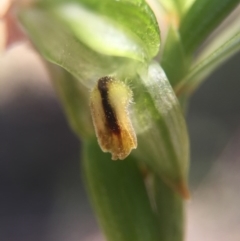 Bunochilus montanus (ACT) = Pterostylis jonesii (NSW) (Montane Leafy Greenhood) at Brindabella, NSW - 10 Oct 2015 by AaronClausen