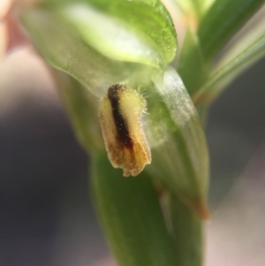 Bunochilus montanus (ACT) = Pterostylis jonesii (NSW) at Brindabella, NSW - suppressed