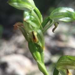 Bunochilus montanus (ACT) = Pterostylis jonesii (NSW) at Brindabella, NSW - suppressed