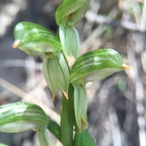 Bunochilus montanus at Brindabella, NSW - 10 Oct 2015