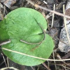 Corysanthes sp. (A Helmet Orchid) at Brindabella, NSW - 10 Oct 2015 by AaronClausen