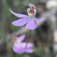 Caladenia carnea (Pink Fingers) at Brindabella, NSW - 10 Oct 2015 by AaronClausen