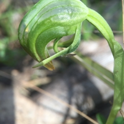 Pterostylis nutans (Nodding Greenhood) at Brindabella, NSW - 10 Oct 2015 by AaronClausen