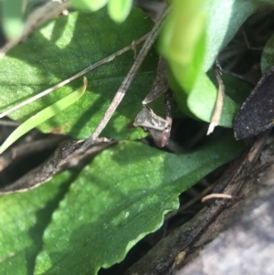 Pterostylis nutans at Brindabella, NSW - 10 Oct 2015